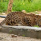 Best Time to Visit Jhalana Leopard Safari Jaipur