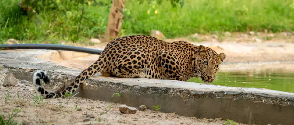 Best Time to Visit Jhalana Leopard Safari Jaipur