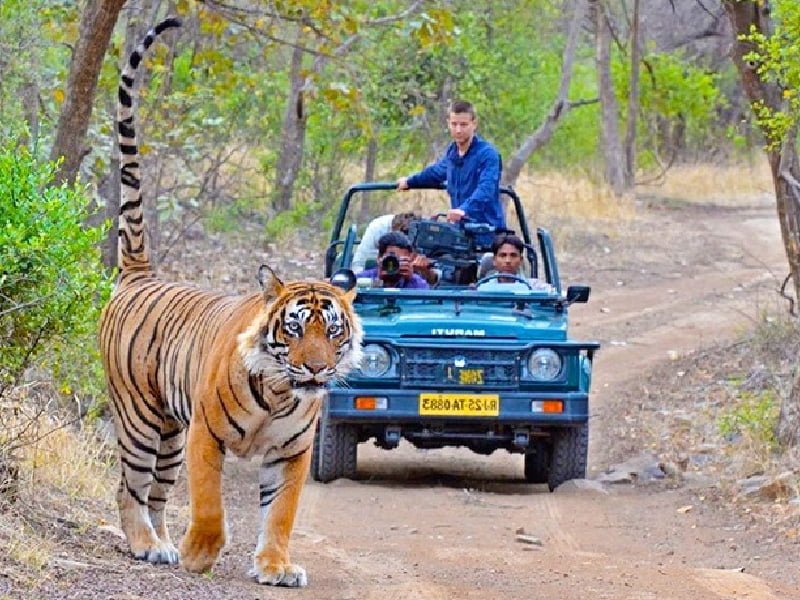 Ranthambore Car Rental with Guide