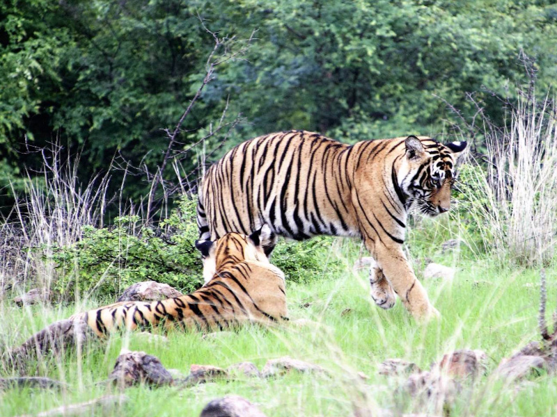 Jaipur to Ranthambore by Force Urbania