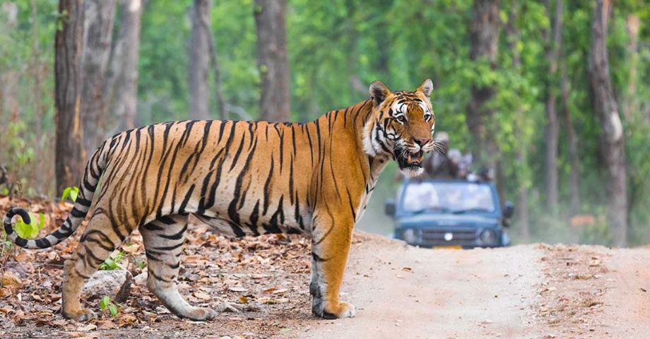 Best Deals on Ranthambore Safari