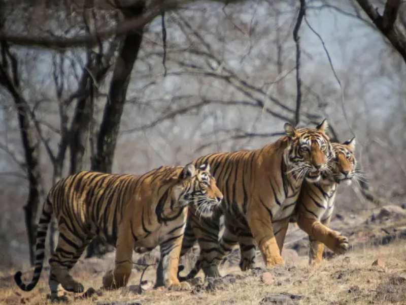 Jaipur to Sariska by Force Urbania